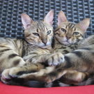 Nandi-und-Shiva-von-Stefani.jpg