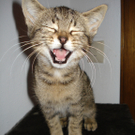 Picco von Susan.JPG