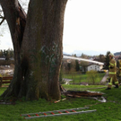 normal_07042011brandbaumstrasswalchenaktivnewszs_1712.jpg