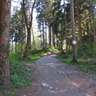 KOE_Fr__hlingswanderung Tostnerburg 3_jpg-1302368507