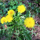 KOE_Fr__hlingswanderung Tostnerburg 4_jpg-1302368516