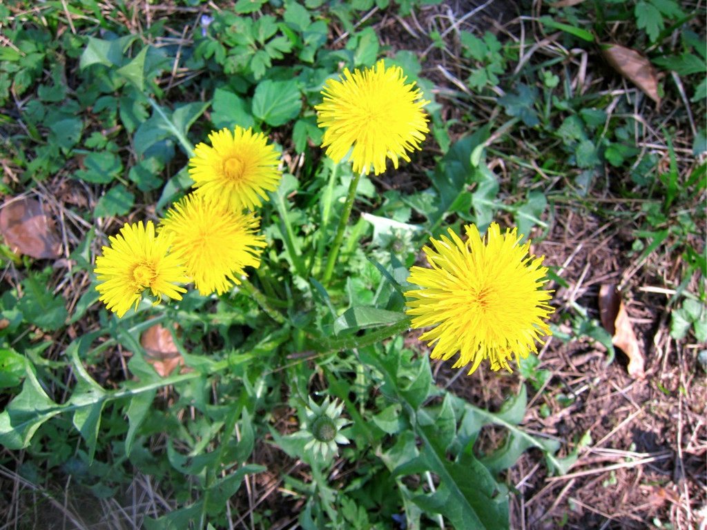 KOE_Fr__hlingswanderung Tostnerburg 4_jpg-1302368516