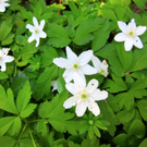 KOE_Fr__hlingswanderung Tostnerburg 5_jpg-1302368521