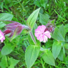 KOE_Fr__hlingswanderung Tostnerburg 16_jpg-1302368611