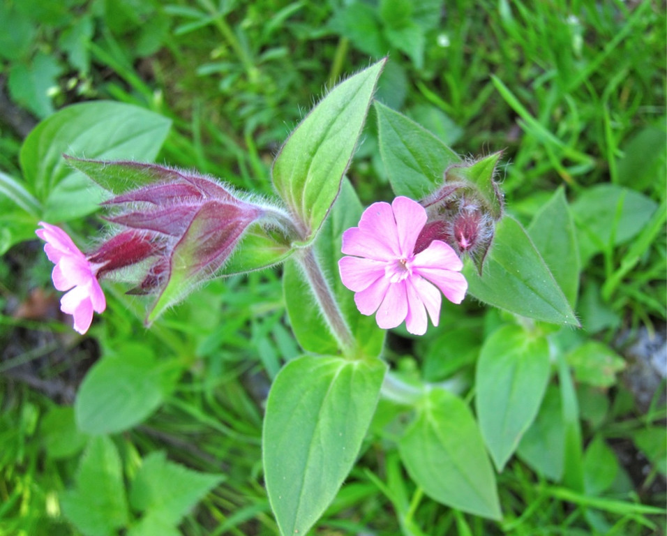 KOE_Fr__hlingswanderung Tostnerburg 16_jpg-1302368611