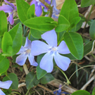 KOE_Fr__hlingswanderung Tostnerburg 20_jpg-1302368642