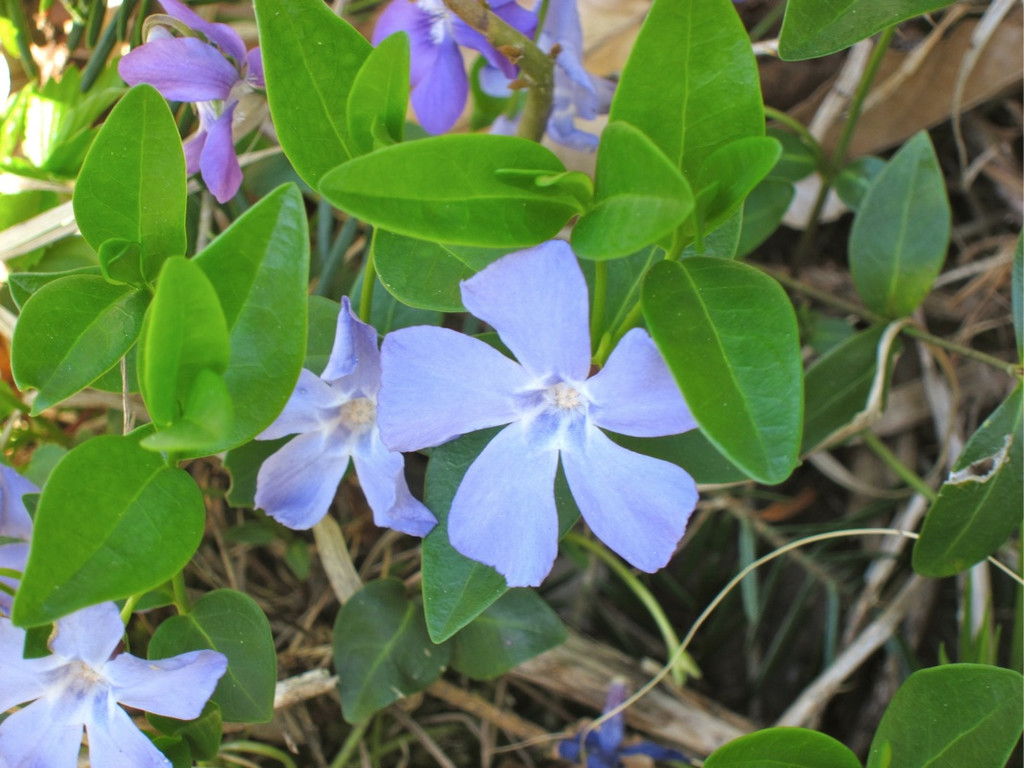 KOE_Fr__hlingswanderung Tostnerburg 20_jpg-1302368642