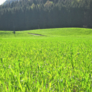 KOE_Fr__hlingswanderung Tostnerburg 22_jpg-1302368661