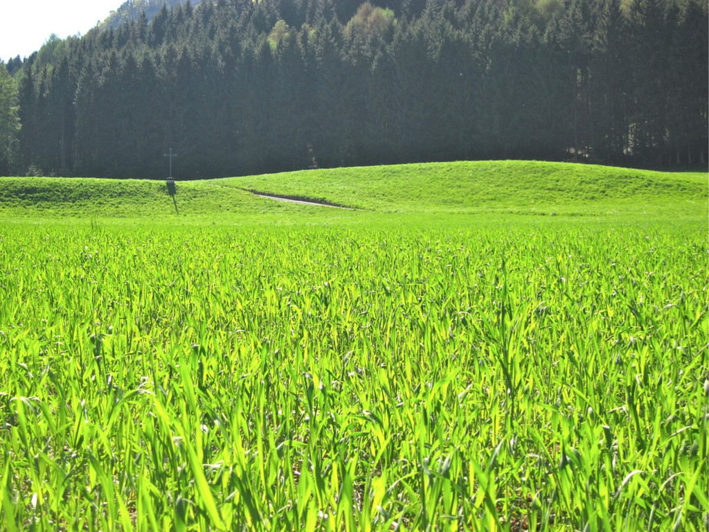 KOE_Fr__hlingswanderung Tostnerburg 22_jpg-1302368661