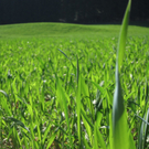 KOE_Fr__hlingswanderung Tostnerburg 23_jpg-1302368667