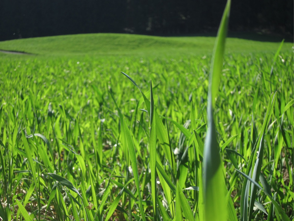 KOE_Fr__hlingswanderung Tostnerburg 23_jpg-1302368667