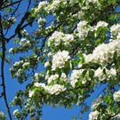 KOE_Fr__hlingswanderung Tostnerburg 24_jpg-1302368676