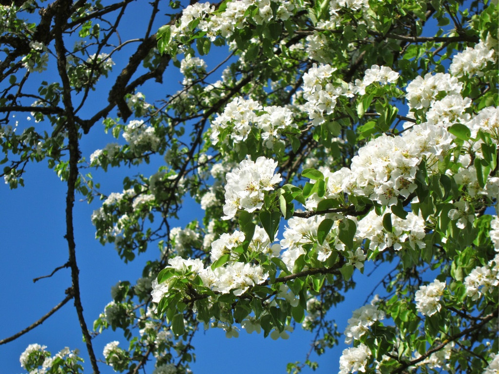 KOE_Fr__hlingswanderung Tostnerburg 24_jpg-1302368676