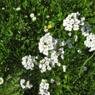 KOE_Fr__hlingswanderung Tostnerburg 25_jpg-1302368684