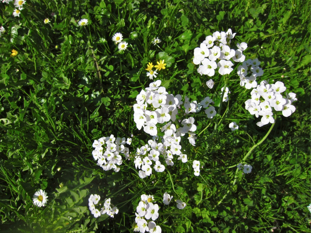 KOE_Fr__hlingswanderung Tostnerburg 25_jpg-1302368684