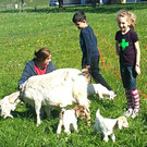 Ziegenvierlinge in Höchst