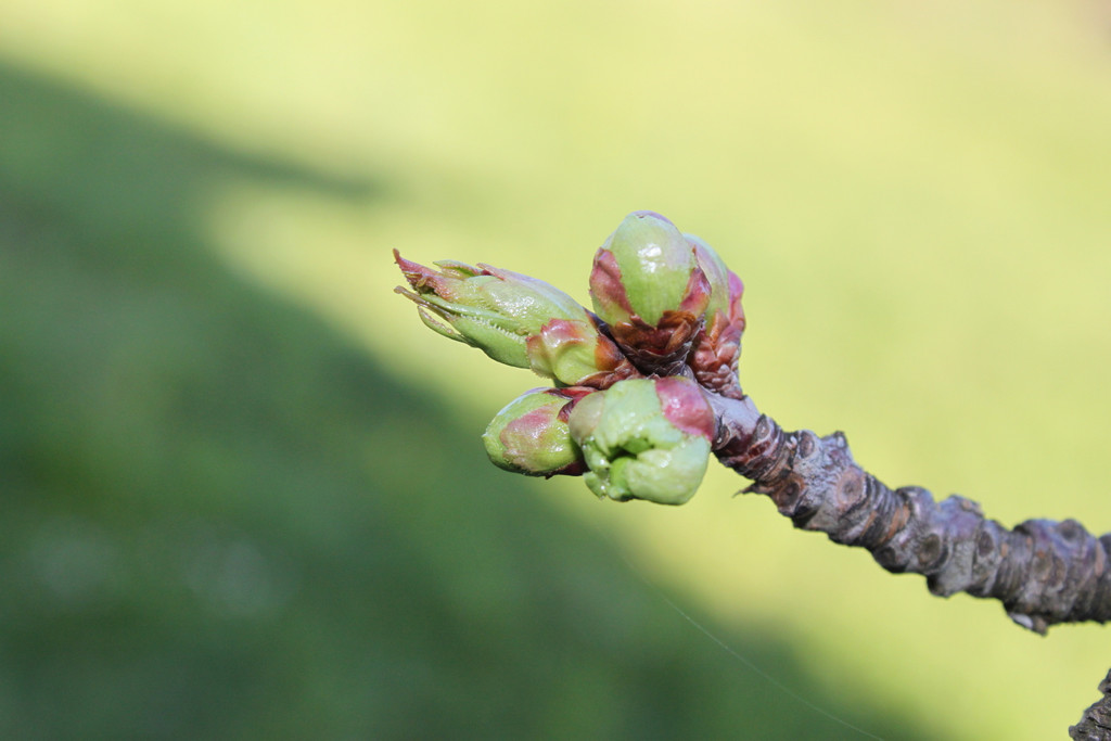 Kirschknospe01-04-2011.jpg