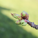 Bilderserie Kriasi-Baum: Von der Blüte zur Knospe in 10 Tagen