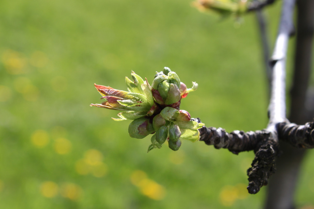 Kirschknospe03-04-2011.jpg