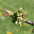 Kirschnospe05-04-2011.jpg