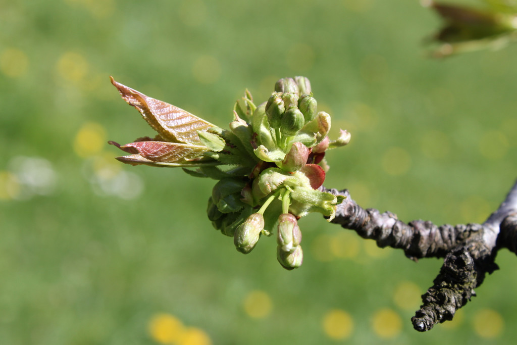 Kirschnospe05-04-2011.jpg