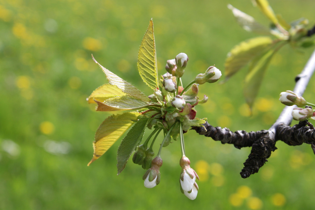 Kirschnospe08-04-2011.jpg