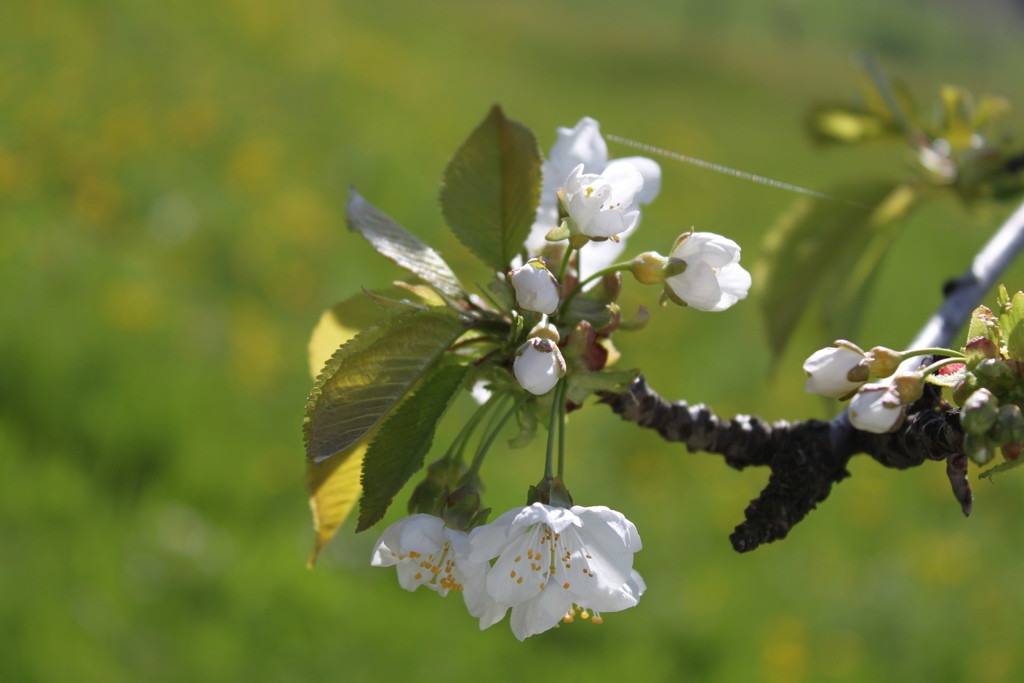 Kirschnospe09-04-2011.jpg