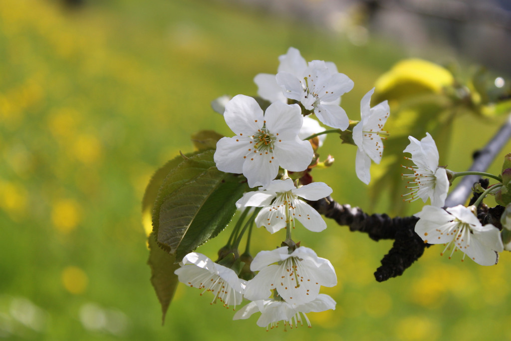 Kirschnospe10-04-2011.jpg