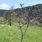 Baum1_05-04.jpg