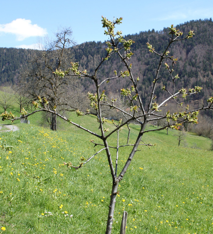 Baum1_05-04.jpg