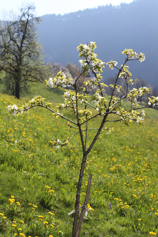 Baum2_09_04.jpg