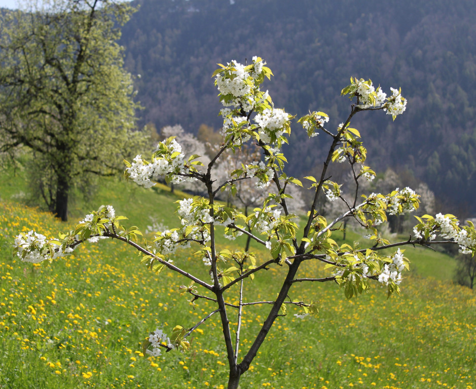 Baum3_10_04.jpg