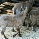 DSC04622_JPG-1302462366