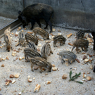DSC04627_JPG-1302462398