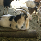 DSC04629_JPG-1302462413