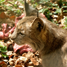 DSC04644_JPG-1302462502