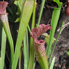 pflanzen-011.jpg