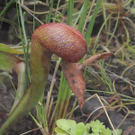 pflanzen-014.jpg
