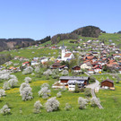 Mehr Bilder aus Fraxern inmitten der Kirschblüte