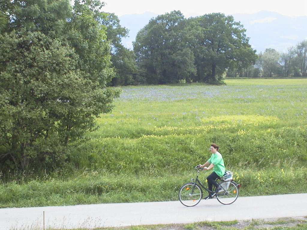 Lilien 1_jpg-1302502820