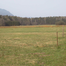 Bangser Ried_JPG-1302502795