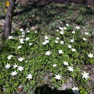 IMG_0306_JPG-1302534093