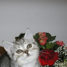 Die süßesten Katzenfotos der VOL-User 2011