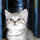 Amy von Silvia 2.jpg