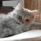Bonnie von Gabriele 1.jpg