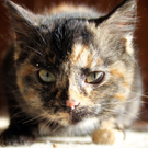Frieda von Thomas aus D__ns.jpg