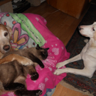 Max mit Freundinnen Gina und Bonita von Gitte aus Dornbirn 1.JPG