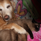 Max mit Freundinnen Gina und Bonita von Gitte aus Dornbirn.JPG