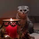 schottischer Faltohrkater Bobby von Laura4.JPG