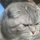 schottischer Faltohrkater Bobby von Laura1.JPG